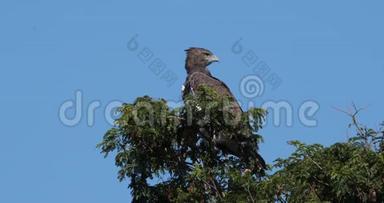 <strong>雄鹰</strong>，美洲狮，成年栖息在树顶，肯尼亚马赛马拉公园，